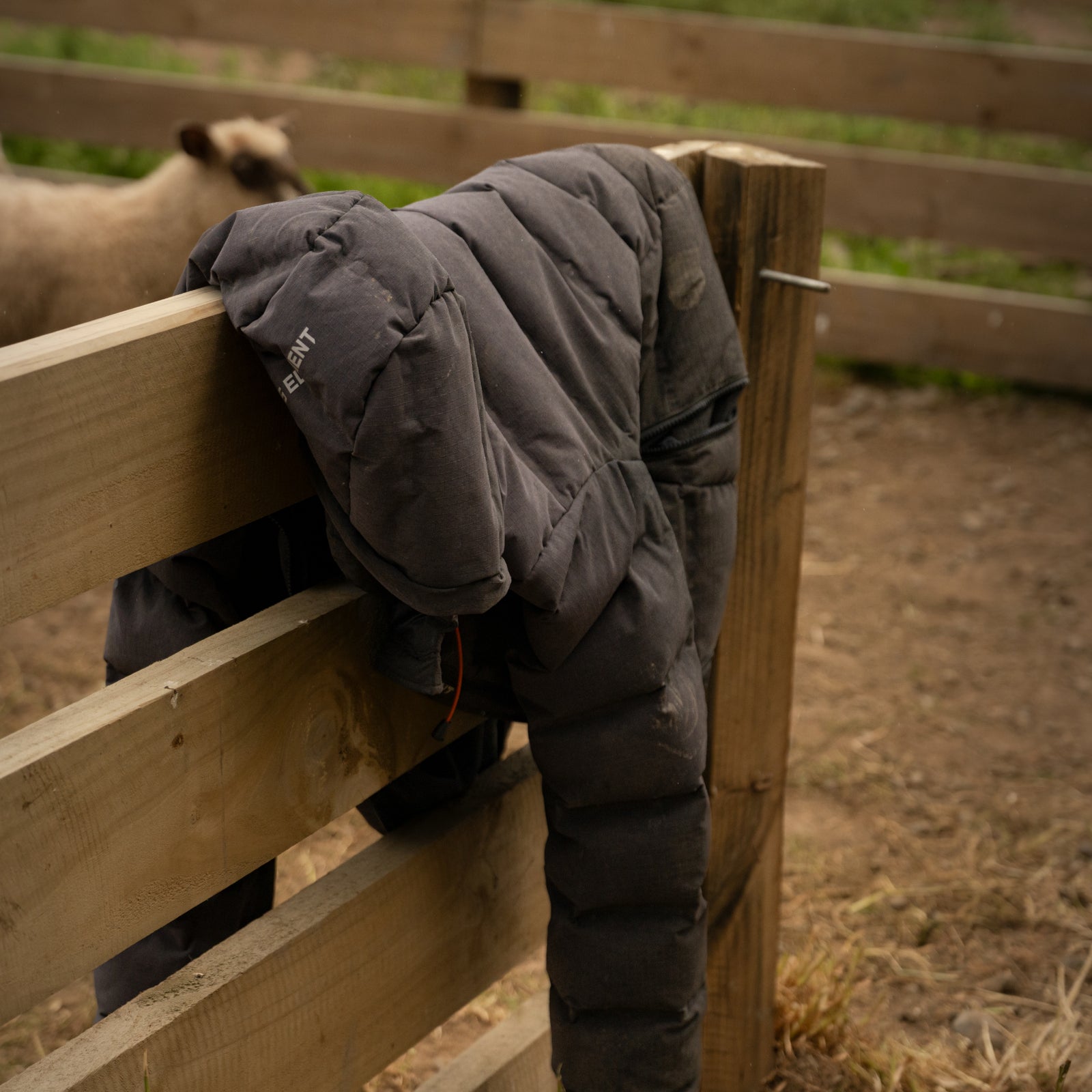 Dark puffer jacket hanging on a wooden fence with sheep in the background