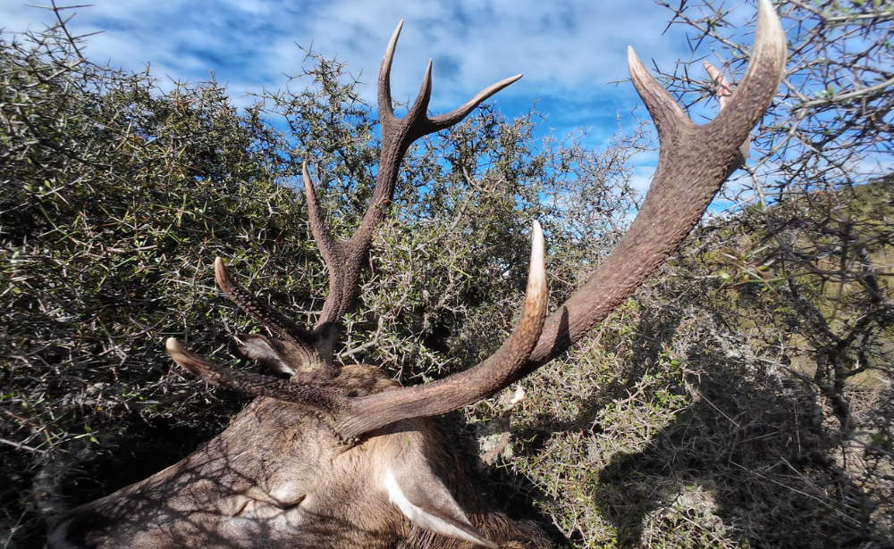 Wild Balance Hunting: Lessons from the Roar