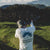 Range LS Tee